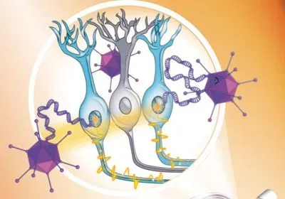 a drawing of black goggles receiving a beam of light than is then transmitted to an eyeball. from the retina there is a zoom-in of blue and purple cells and purple viruses 